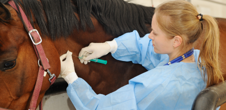 "A A veterinarian giving a horse an injection.